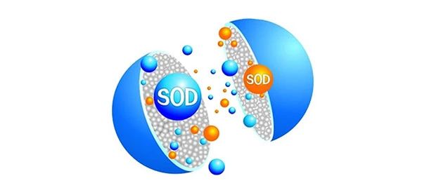 绯ø SOD 